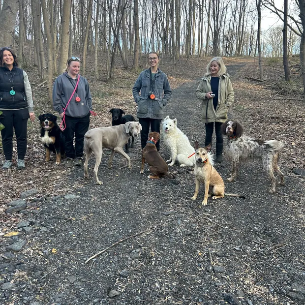 Dependable Dog training in Maryland