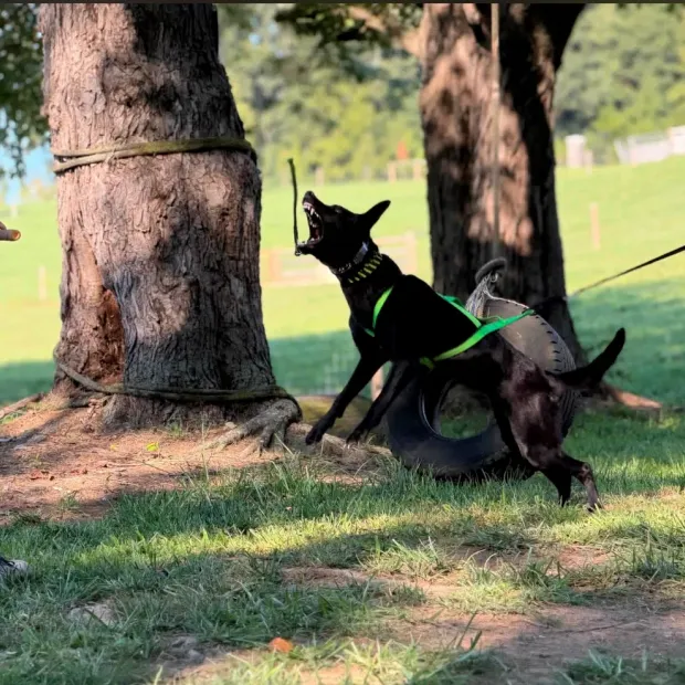 Dependable Dog training in Maryland
