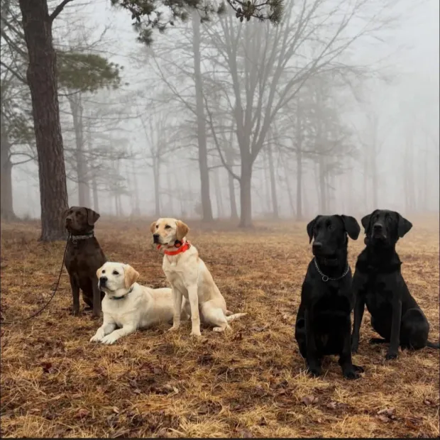 Dependable Dog training in Maryland