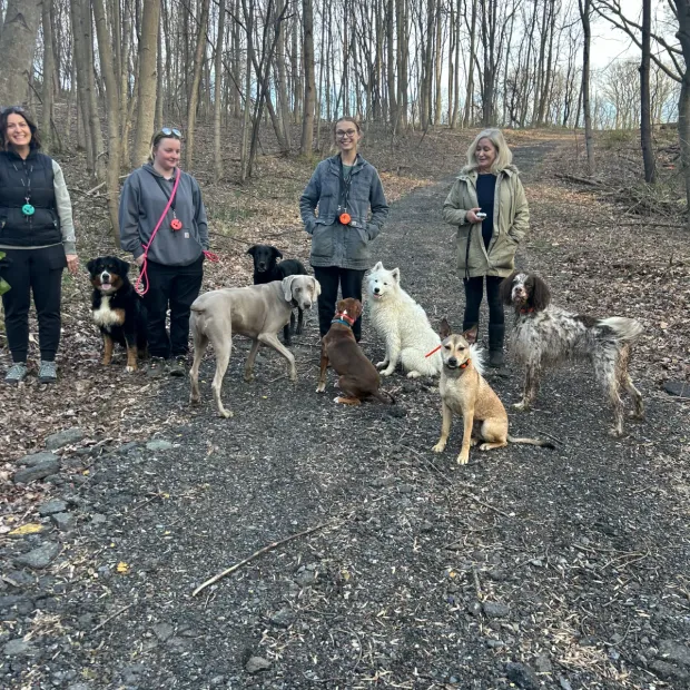 Dependable Dog training in Maryland