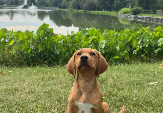 Puppy Raising